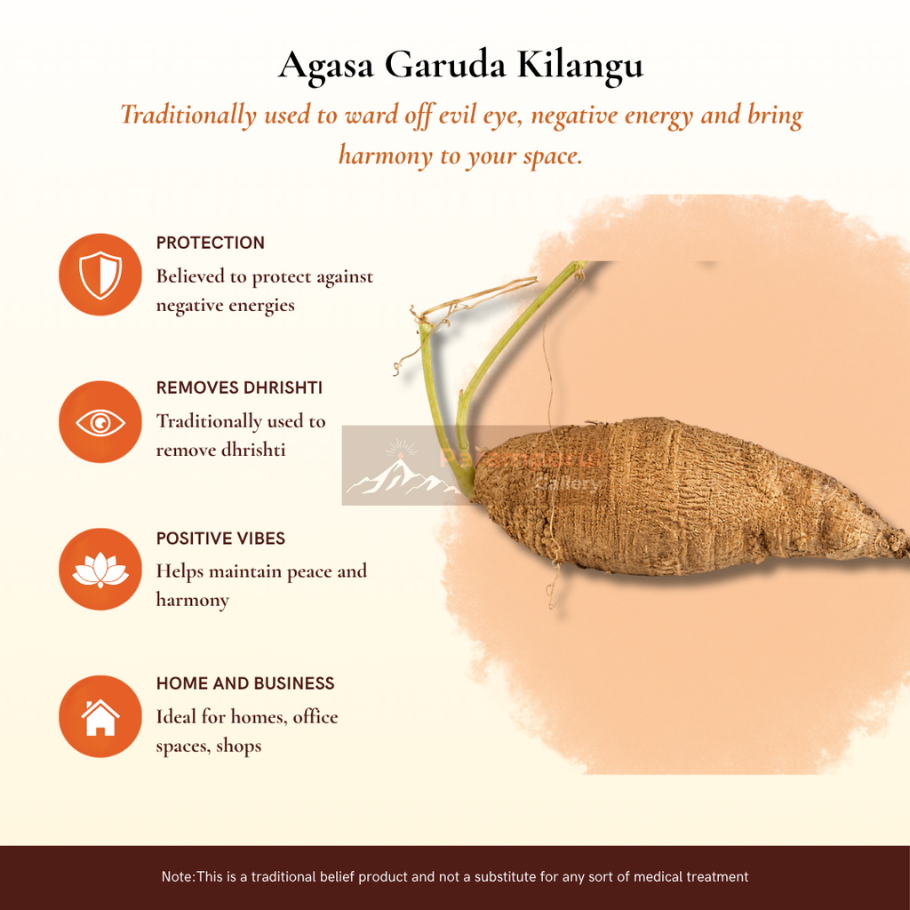 Agasa Garudan Kilangu | ஆகாச கருடன் கிழங்கு | Redfruit Creeper